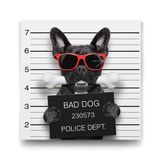 Tabloshop Kötü Köpek 100x100 cm Tablo