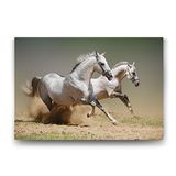 Tabloshop Kumda Koşan Beyaz Atlar 125x80 cm Tablo