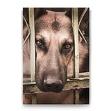 Tabloshop Kurt Köpeği 50x75 cm Tablo