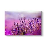 tabloshop Lavanta Çiçekleri Kanvas Tablo 140 x 100