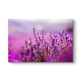 tabloshop Lavanta Çiçekleri Kanvas Tablo 60 x 40