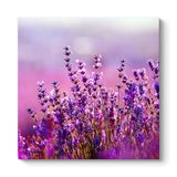 tabloshop Lavanta Çiçekleri Kanvas Tablo 70 x 70