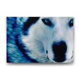 Tabloshop Mavi Kurt 75x50 cm Tablo
