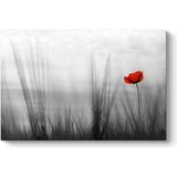 Tabloshop Otlar Arasında Yalnız Gelincik 140x100 cm Tablo