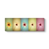 tabloshop Papatyalar Pop Art Panorama Tablo 120 x 40