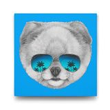 Tabloshop Pomeranian Boo 40x40 cm Tablo