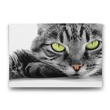 Tabloshop Sarı Gözlü Kedi 60x40 cm Tablo