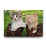 Tabloshop Sevimli Kediler 100x70 cm Tablo