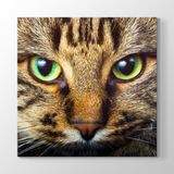 Tabloshop Tekir Kedi 50x50cm Tablosu