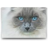 Tabloshop Van Kedisi 90x60 cm Tablo