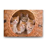 Tabloshop Yavru Kediler 60x40 cm Tablo