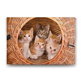 Tabloshop Yavru Kediler 75x50 cm Tablo