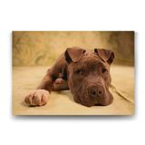 Tabloshop Yavru Pitbull 90x60 cm Tablo