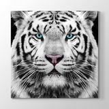 Tabloshop Yeşil Gözlü Beyaz Kaplan 90x90 cm Tablosu