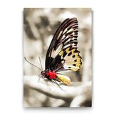 Tabloshop Zarif Kelebek 40x60 cm Tablo