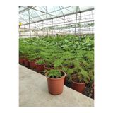 TaburAVM Araucaria (salon Çamı) 40-60 Cm