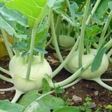 Tacir Depo Tacirdepoticaret Doğal Yeşil Kohlrabi(Alabaş) Tohumu (20 Tohum)
