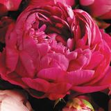 Tacir Depo Tacirdepoticaret Kırmızı Peonies Festiva Şakayık Çiçeği Yumrusu 1'li Özel Bakım Gereksinimleri