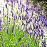 Tacir Depo Tacirdepoticaret Lavanta English Lavender Çiçeği Tohumu -90 Tohum