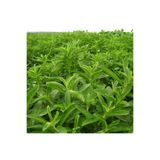 TacirDepo Stevia Şeker Otu Fidesi (5 Adet)