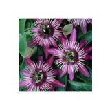 TacirDepo Tüplü Soğuklara Dayanıklı Pembe Çiçekli Passiflora Victoria Çiçeği Fidanı