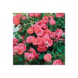 TacirDepo Yediveren Tüplü Çok Goncalı Soğuğa Dayanıklı Macarena Gül Fidanı Yer Örtücü