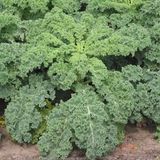 Tacirdepoticaret Siberian Kale Sebzesi (Kara Lahana) Tohumu -50 Tohum - 1 Adet