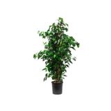 Taha Çiçekcilik Ficus Benjamin Salon Bitkisi 60-100cm