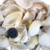 tahtakale toptancıları Arca Arca Kiloluk Deniz Kabuğu (1 Kg) Çok Renkli