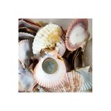 Tahtakale Toptancıları Argopecten Small Kiloluk Deniz Kabuğu (1 KG), TYC01734FF1DD54000