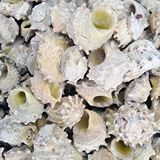 tahtakale toptancıları Australian Calcar Kiloluk Deniz Kabuğu (1 Kg) Çok Renkli