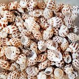 tahtakale toptancıları Babylonia Areolata Kiloluk Deniz Kabuğu (1 Kg) Çok Renkli