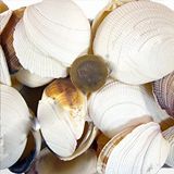 tahtakale toptancıları Bug Atan Lıke Codakıa Kiloluk Deniz Kabuğu (1 Kg) Çok Renkli