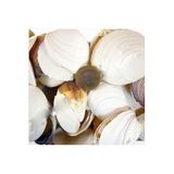 Tahtakale Toptancıları Bug Atan Lıke Codakıa Kiloluk Deniz Kabuğu (1 KG)