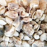 tahtakale toptancıları Bulla Ampula Kiloluk Deniz Kabuğu (1 Kg) Çok Renkli
