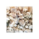 Tahtakale Toptancıları Bulla Ampula Kiloluk Deniz Kabuğu (1 KG)