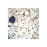 Tahtakale Toptancıları Cay Cay Kiloluk Deniz Kabuğu (1 KG)