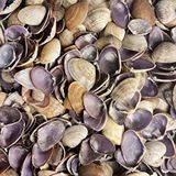tahtakale toptancıları Cay-cay Purple Kiloluk Deniz Kabuğu (1 Kg) Çok Renkli