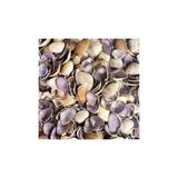 Tahtakale Toptancıları Cay-Cay Purple Kiloluk Deniz Kabuğu (1 KG)