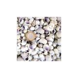 Tahtakale Toptancıları Cebu Beauty Kiloluk Deniz Kabuğu (1 KG)