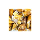 Tahtakale Toptancıları Conus Magus Kiloluk Deniz Kabuğu (1 KG)