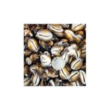 Tahtakale Toptancıları Cyprea Caputserpentis Kiloluk Deniz Kabuğu (1 KG)
