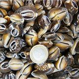 tahtakale toptancıları Cyprea Caputserpentis Kiloluk Deniz Kabuğu - Kesik (1 Kg) Çok Renkli