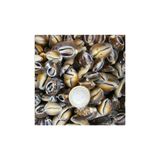 Tahtakale Toptancıları Cyprea Caputserpentis Kiloluk Deniz Kabuğu - Kesik (1 KG)