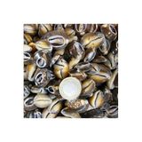 Tahtakale Toptancıları Cyprea Caputserpentis Kiloluk Deniz Kabuğu - Kesik (100 GR)