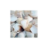Tahtakale Toptancıları Giant Shells Brown Kiloluk Deniz Kabuğu (1 Kg)