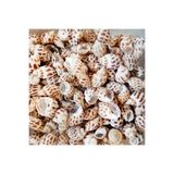 Tahtakale Toptancıları Kiloluk Deniz Kabuğu (1 KG), TYCE39B2A739D1AF00