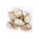 Tahtakale Toptancıları Melo Diadema Kiloluk Deniz Kabuğu (1 KG)