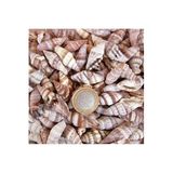 Tahtakale Toptancıları Mitra Sanguisuga Kiloluk Deniz Kabuğu (1 KG)