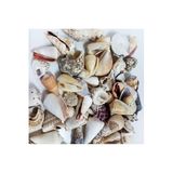 Tahtakale Toptancıları Mixed Shells Büyük Kiloluk Deniz Kabuğu (1 KG)